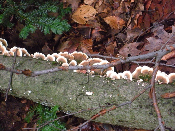 DSCN9102.JPG