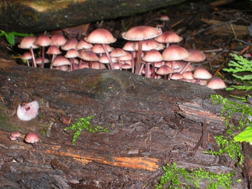DSCN9106.JPG