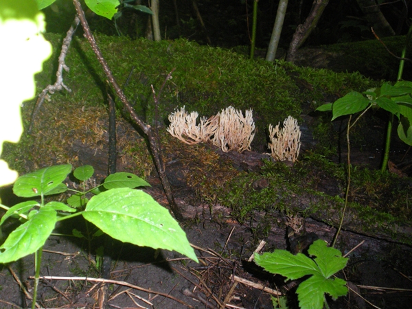 DSCN9113.JPG