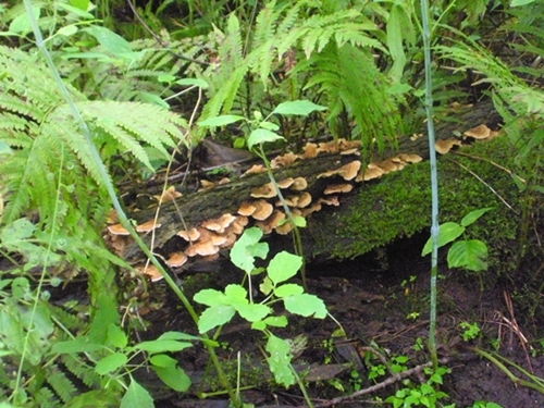 DSCN9115.JPG