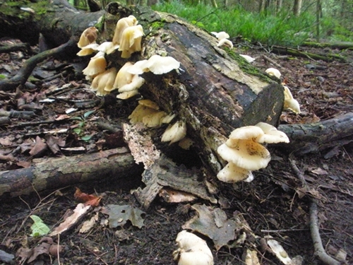DSCN9123.JPG