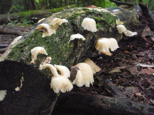 DSCN9125.JPG