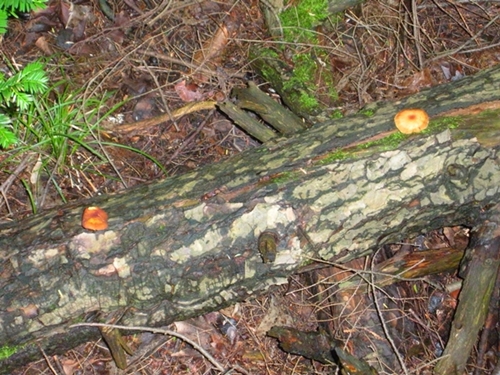 DSCN9128.JPG