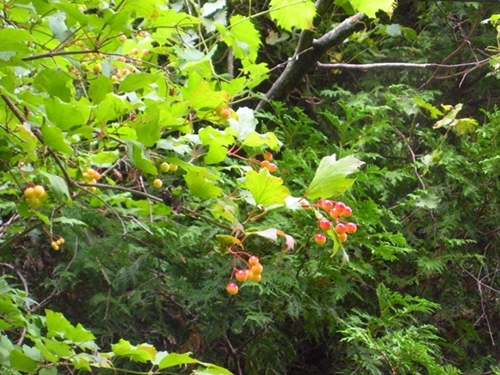 DSCN9137.JPG