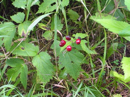 DSCN9140.JPG