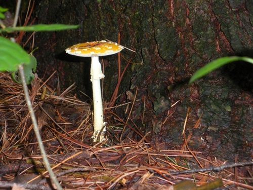 DSCN9161.JPG