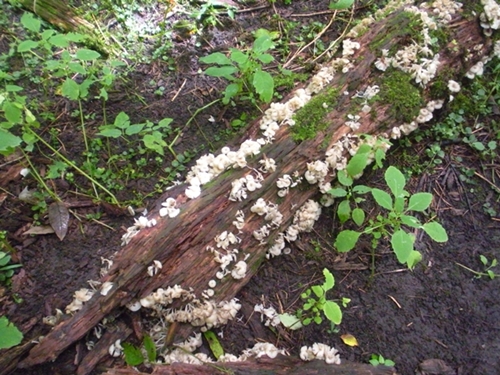 DSCN9164.JPG