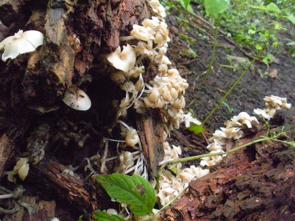 DSCN9166.JPG