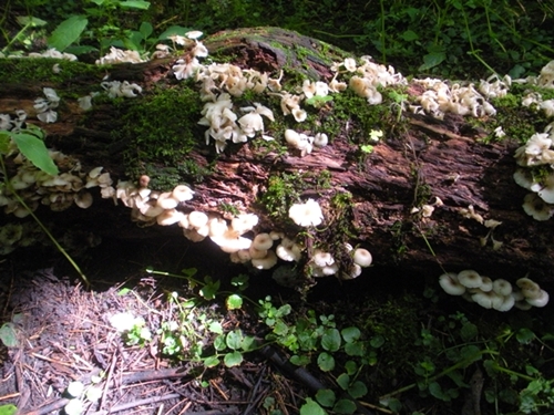 DSCN9177.JPG