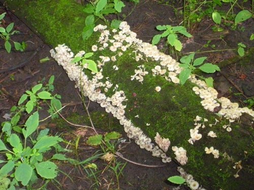 DSCN9185.JPG
