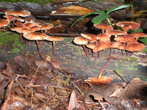 DSCN9188.JPG