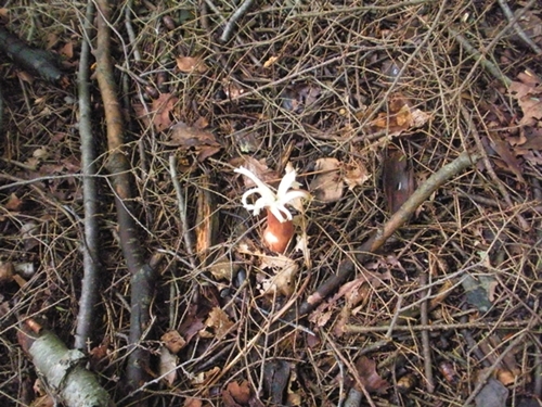 DSCN9206.JPG