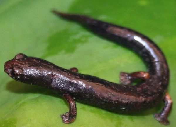 Bolitoglossa guaneae 火蜥蜴.jpg