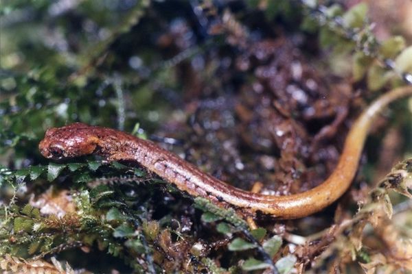 火蜥蜴（Matama Moss Salamander）.jpg