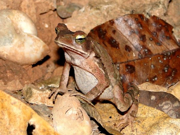 Rhinella inopina 蟾蜍.jpg