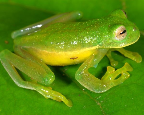 种玻璃蛙（Sabin’s Glassfrog）.jpg