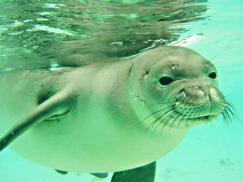 加勒比僧海豹.jpg