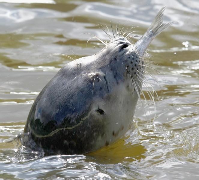 灰海豹3.jpg