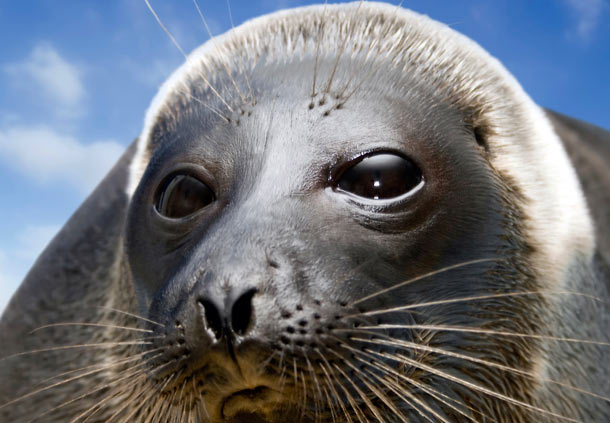 貝加爾海豹2.jpg