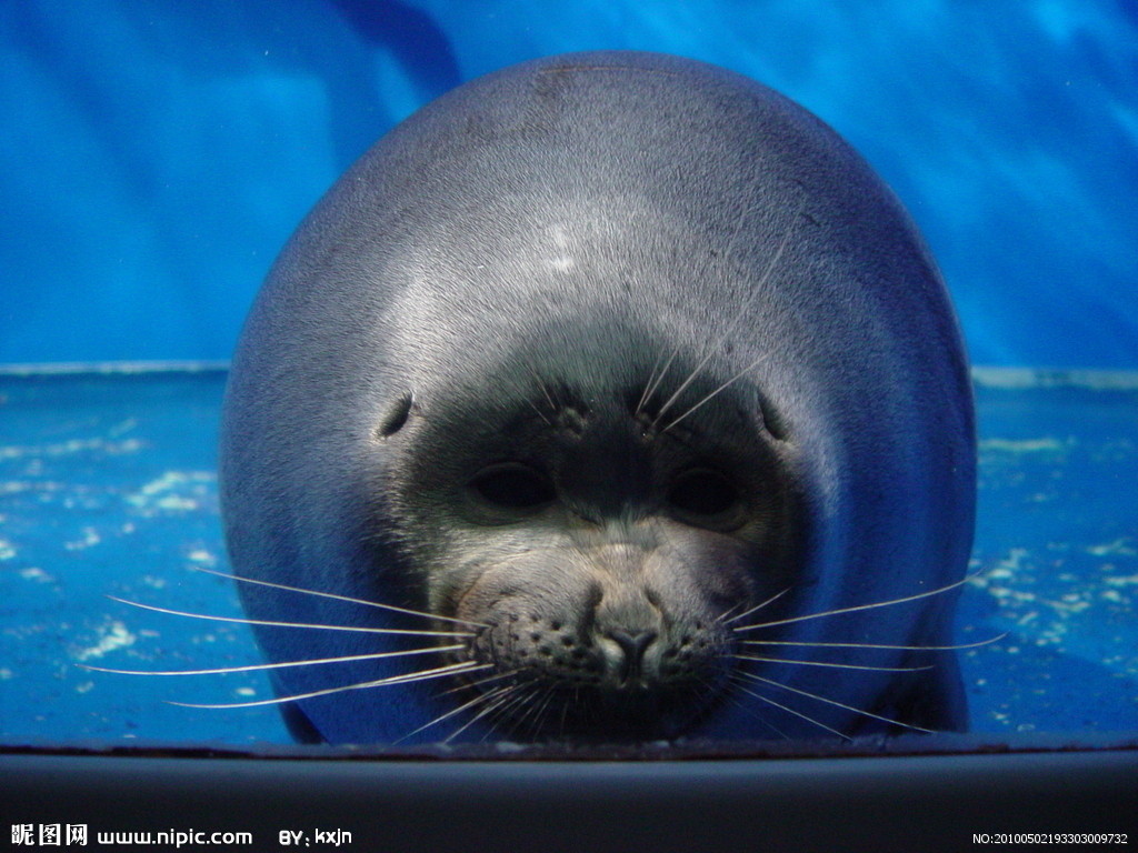 貝加爾海豹3.jpg