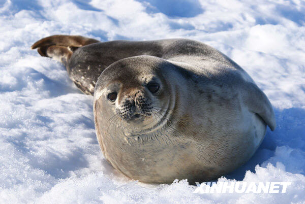 威德爾海豹.jpg