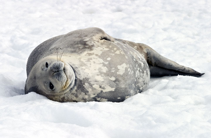 威德爾海豹4.jpg
