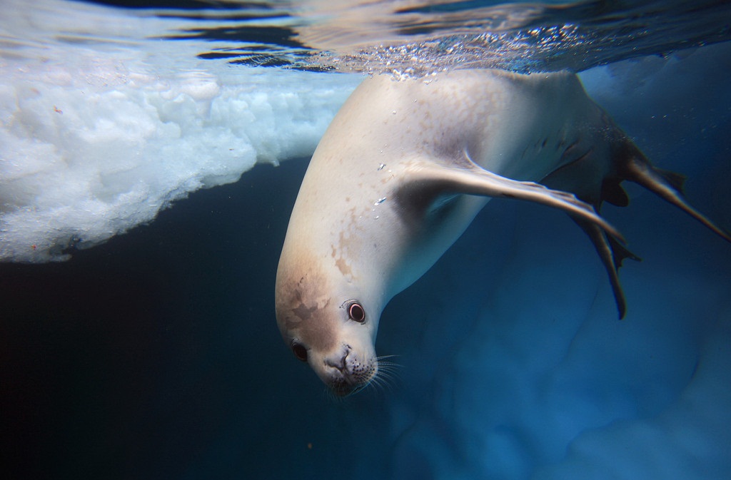 食蟹海豹3.jpg