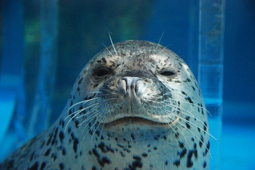 海豹科.jpg