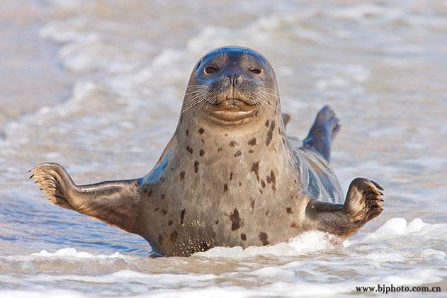 斑海豹介.jpg