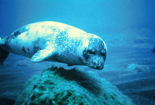 僧海豹.jpg