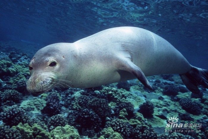 僧海豹2.jpg