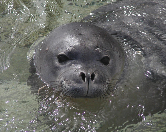 僧海豹4.jpg