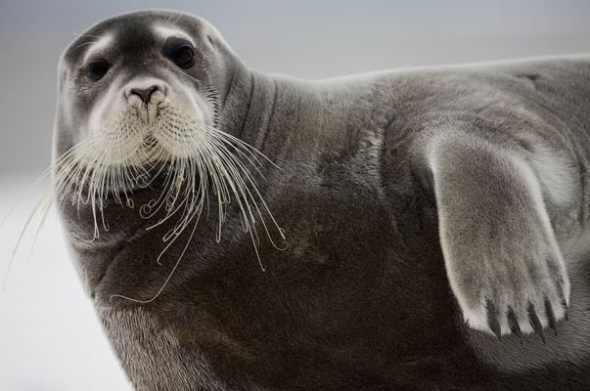 髯海豹.jpg