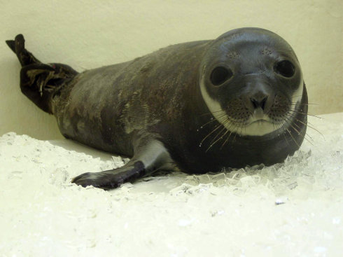 環斑海豹4.jpg
