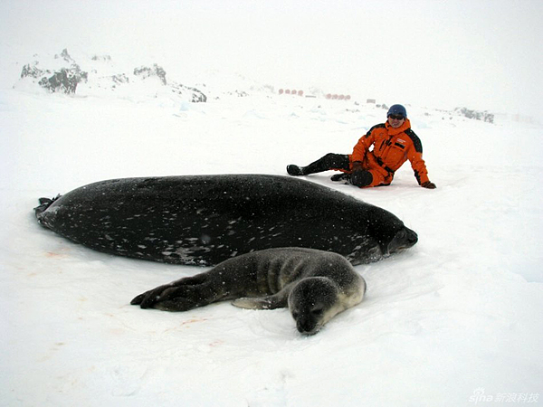 羅斯海豹.jpg