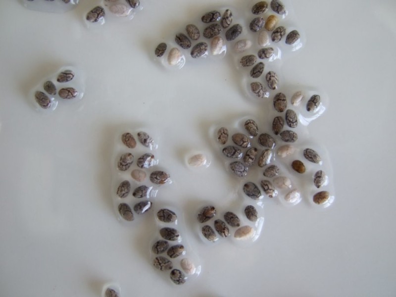 chia-gel.jpg