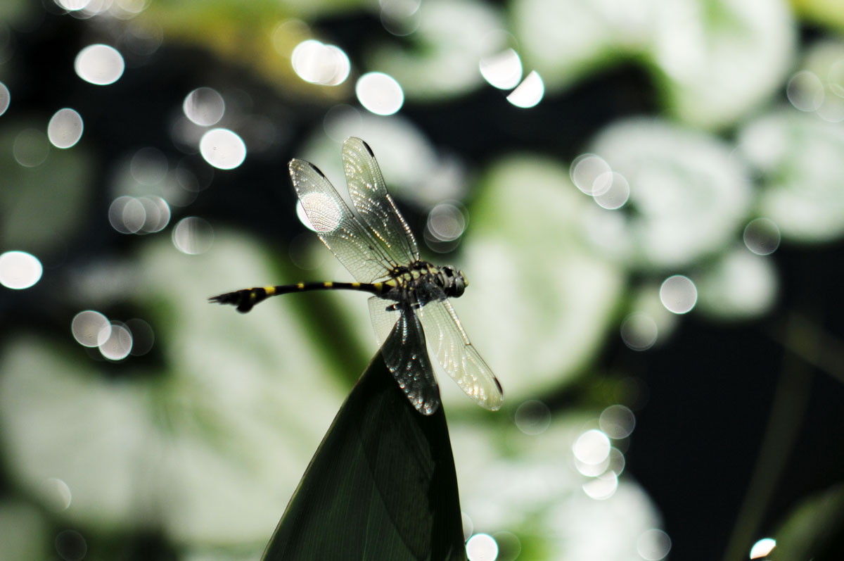 dragonfly.jpg