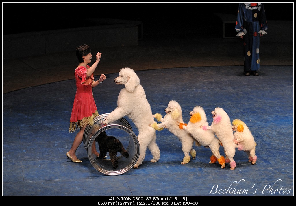 DogShow.jpg