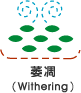 1.1.萎凋(Withering).gif
