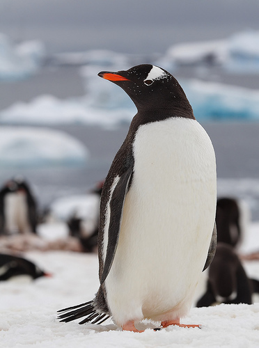 巴布亞企鵝（紳士企鵝） Pygoscelis papua.jpg