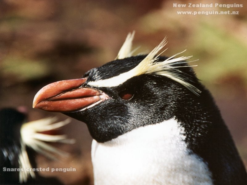 史納爾島企鵝 Snares Penguin.jpg