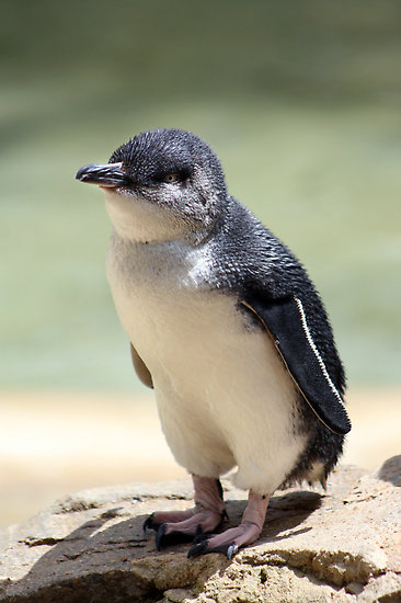 白鰭企鵝 White-Flippered Penguin.jpg