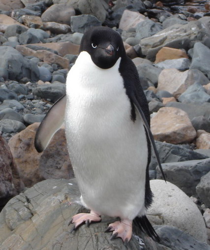 阿德利企鵝 Pygoscelis adeliae2.jpg