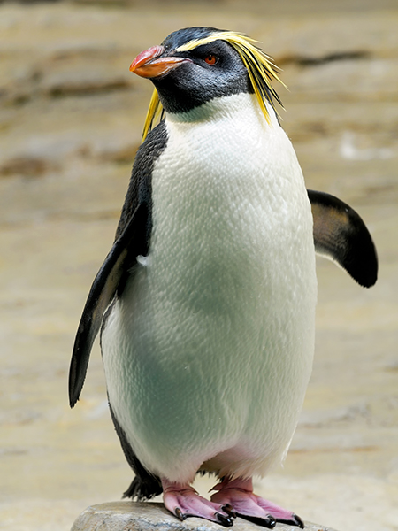 冠毛企鵝  Erect-crested Penguin.jpg