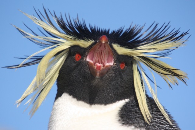 南跳岩企鵝 Southern Rockhopper Penguin.jpg