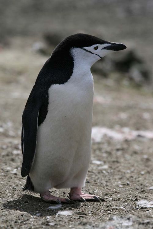 南極企鵝（帽帶企鵝、頰帶企鵝、鬍鬚企鵝） Pygoscelis antarctica2.jpg