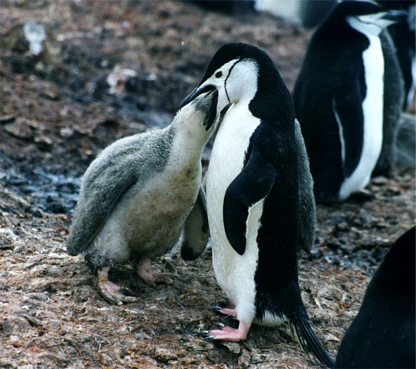 南極企鵝（帽帶企鵝、頰帶企鵝、鬍鬚企鵝） Pygoscelis antarctica.jpg