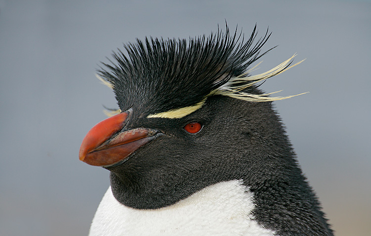 南跳岩企鵝 Southern Rockhopper Penguin2.jpg