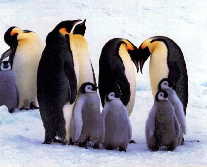 皇帝企鵝 Aptenodytes forsteri2.jpg