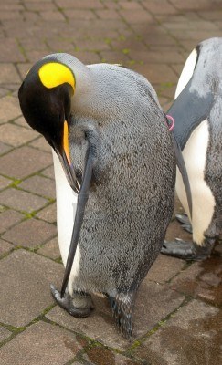 皇家企鵝 Royal Penguin.jpg